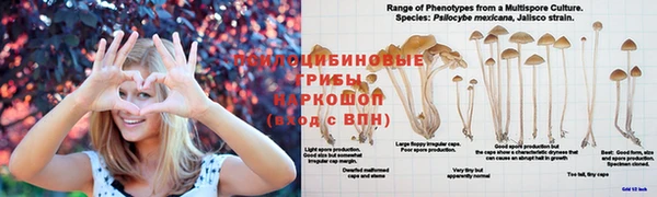 спиды Богородск